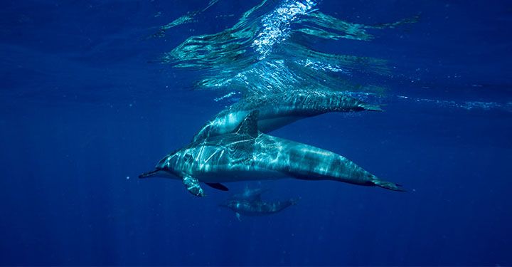 swim with dolphins mauritius