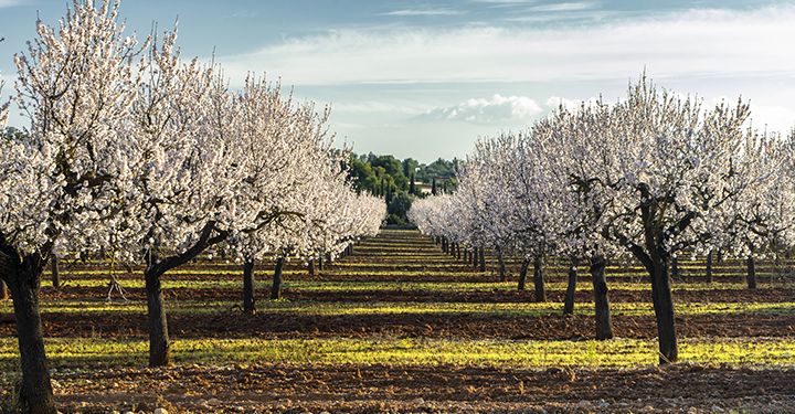 Beatiful Almounf Blossoms