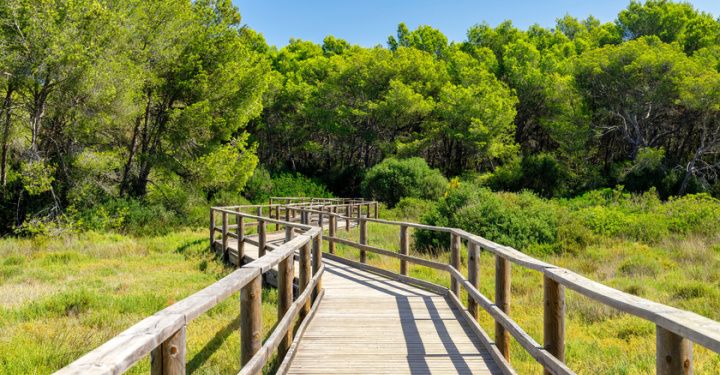 Wild-life in Majorca