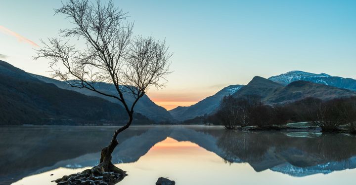 Lone Tree, Padarn Country Park