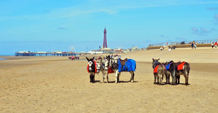 Blackpool Donkey rides