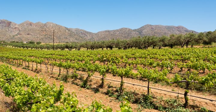 Vineyard
