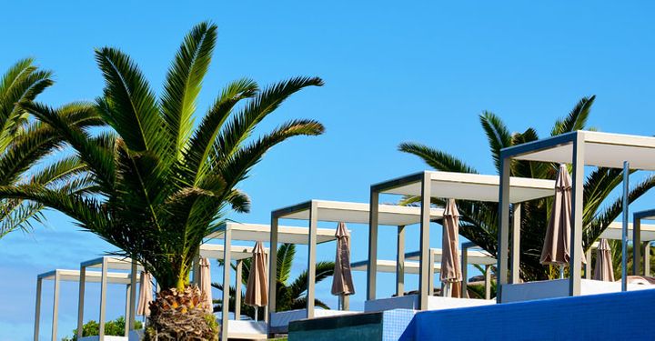 Sunbed loungers with palm trees