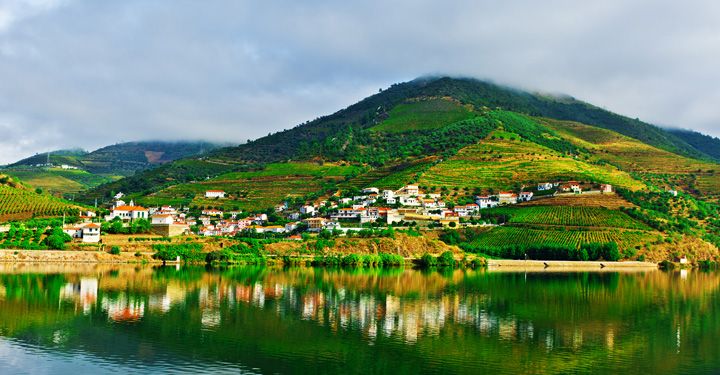 Vineyards in the Valley of the River Douro, Portugal