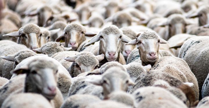 Fête de la Transhumance in St-Rémy-de-Provence